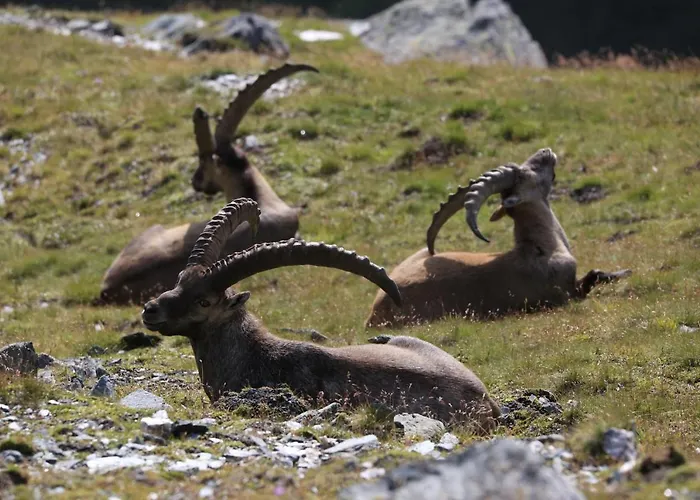 Wanderhotel Taurerwirt Kals am Grossglockner