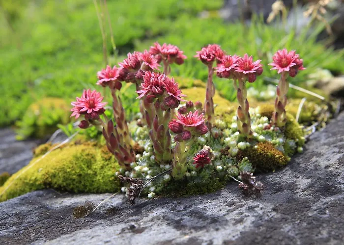 Wanderhotel Taurerwirt Kals am Grossglockner