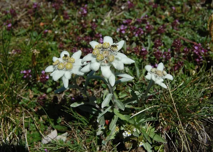 Wanderhotel Taurerwirt