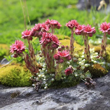 Wanderhotel Taurerwirt Kals-am Großglockner